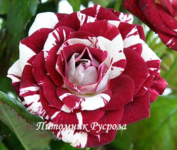 ПЕСТРАЯ ФАНТАЗИЯ