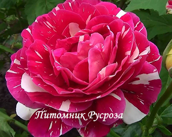 ПЕСТРАЯ ФАНТАЗИЯ