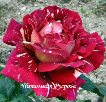 ПЕСТРАЯ ФАНТАЗИЯ