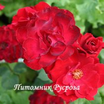 ПЛАМЯ ВОСТОКА