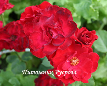 ПЛАМЯ ВОСТОКА