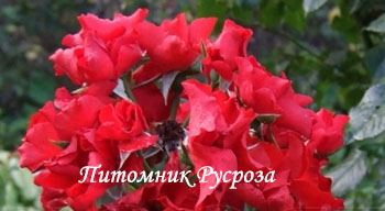 ПЛАМЯ ВОСТОКА