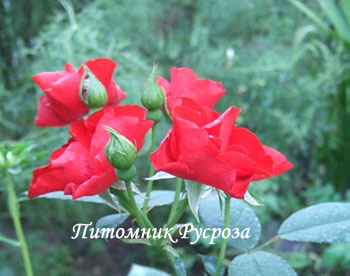 ПЛАМЯ ВОСТОКА