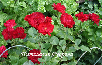 ПЛАМЯ ВОСТОКА