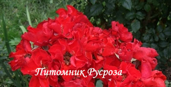 ПЛАМЯ ВОСТОКА