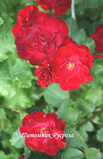 ПЛАМЯ ВОСТОКА