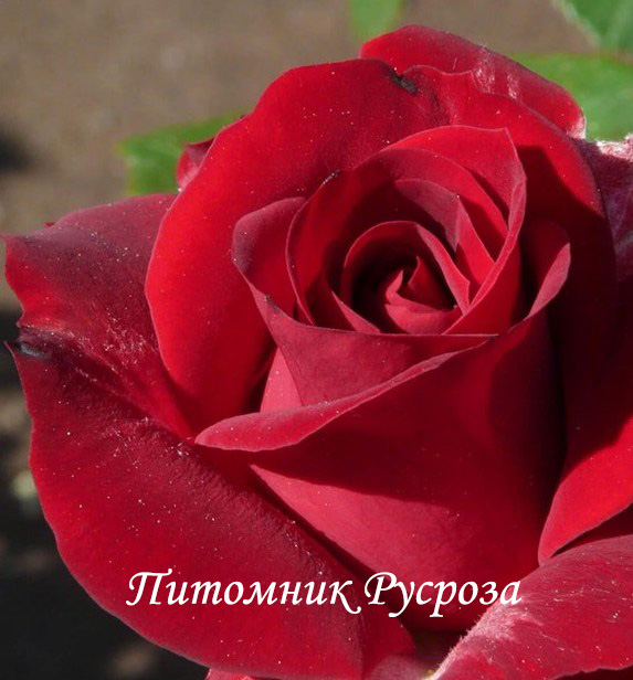 ПОЛЬ РОБСОН