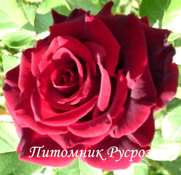 ПОЛЬ РОБСОН