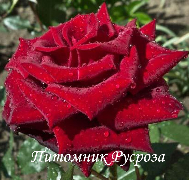 ПОЛЬ РОБСОН