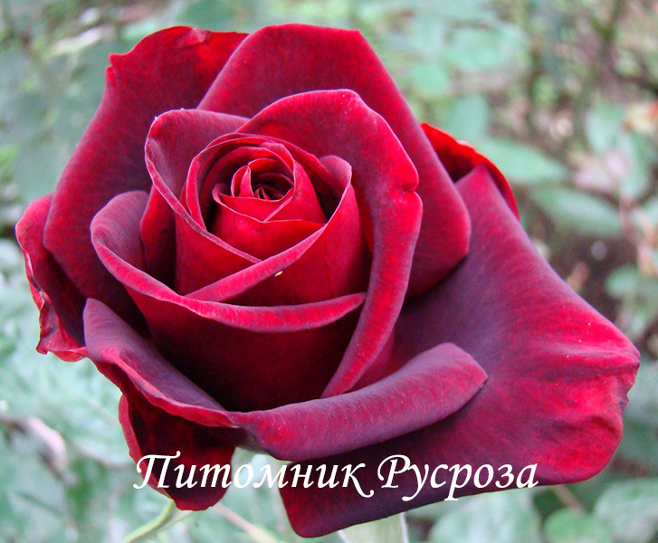 ПОЛЬ РОБСОН