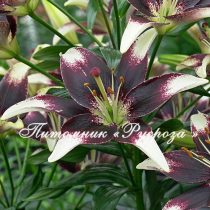 Лилия Азиатская 