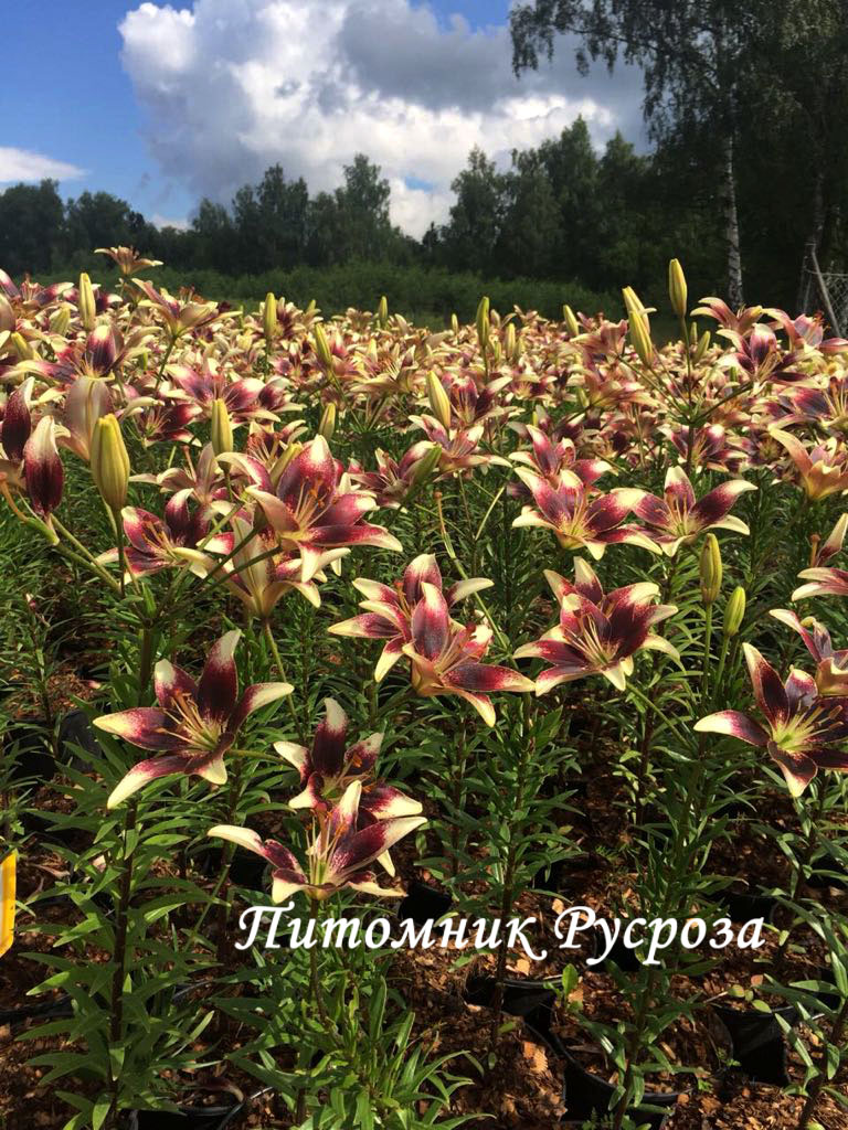 Лилия Азиатская 