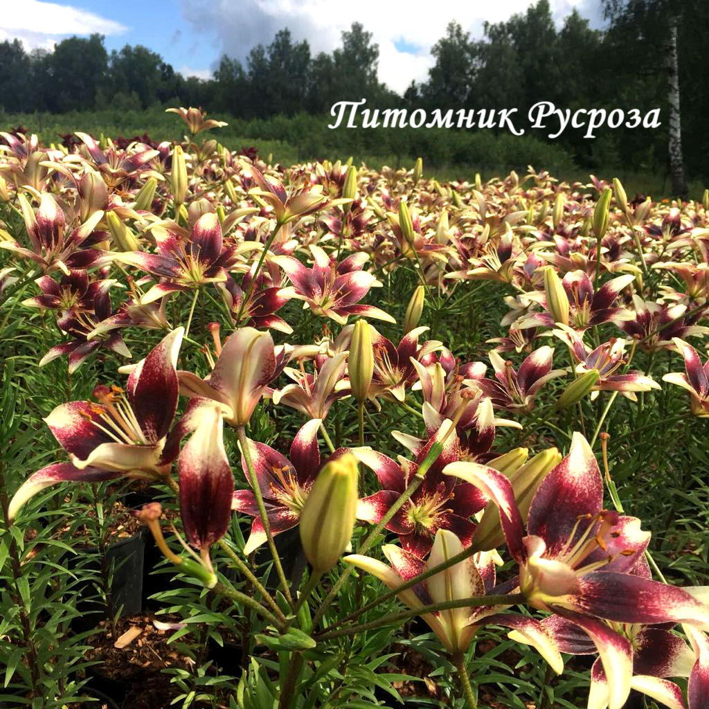 Лилия Азиатская 