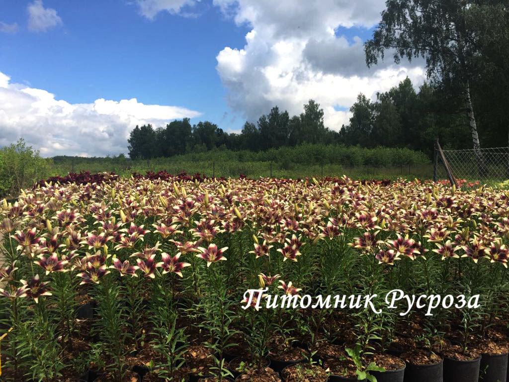 Лилия Азиатская 