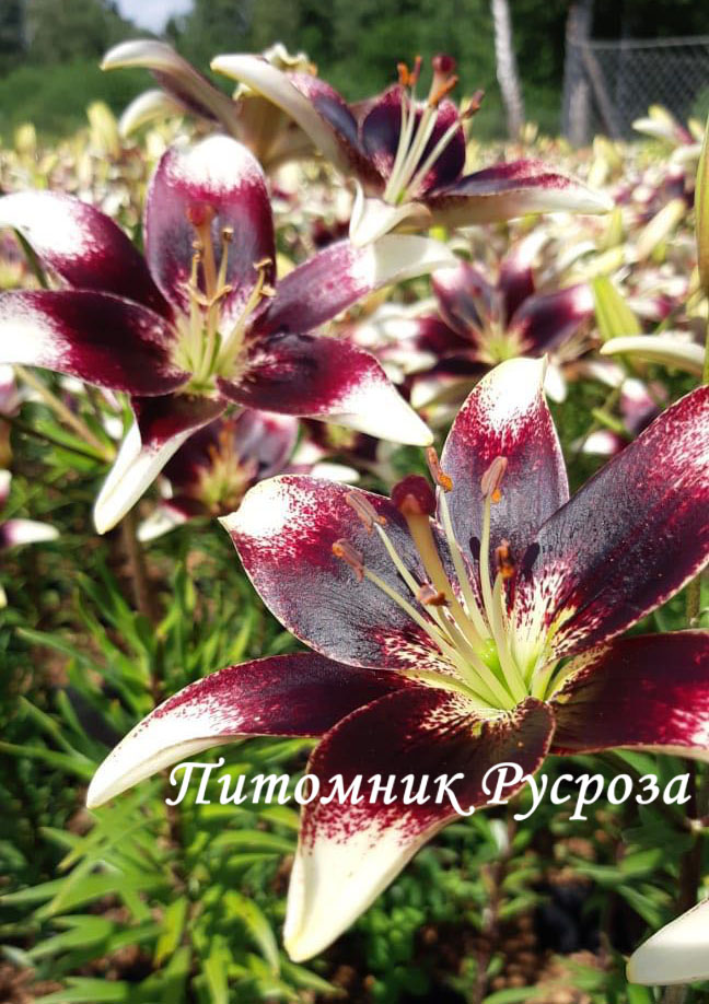 Лилия Азиатская 