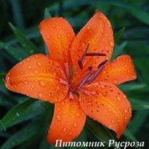 Лилия Азиатская 