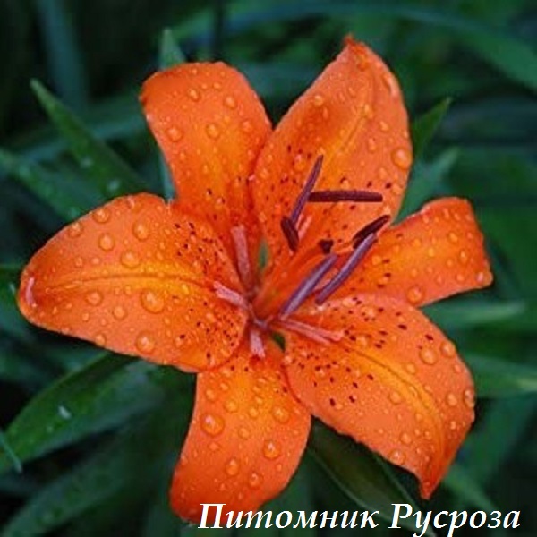 Лилия Азиатская 