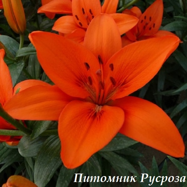 Лилия Азиатская 