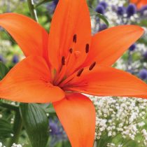 Лилия Азиатская 