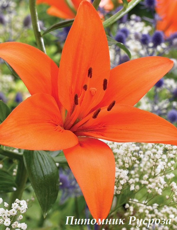 Лилия Азиатская 