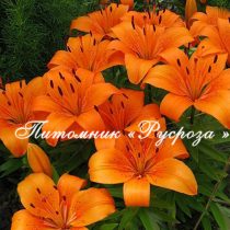 Лилия Азиатская 