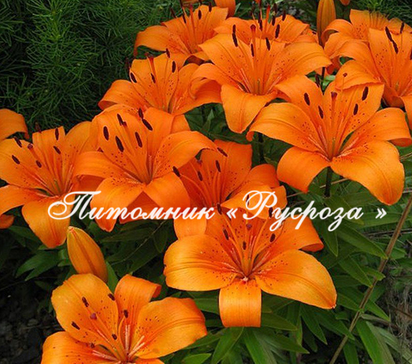 Лилия Азиатская 