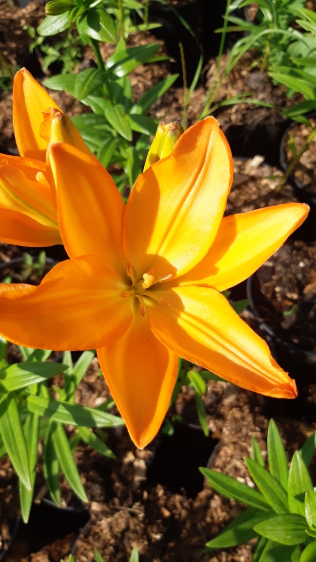 Лилия Азиатская 