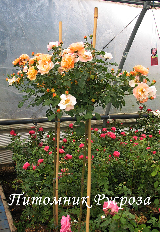 CALISIA (SEDANA) ШТ 70-80