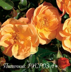 CALISIA (SEDANA) ШТ 70-80