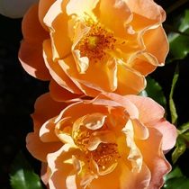 CALISIA (SEDANA) ШТ 70-80