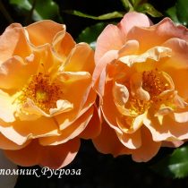 CALISIA (SEDANA) ШТ 60-80