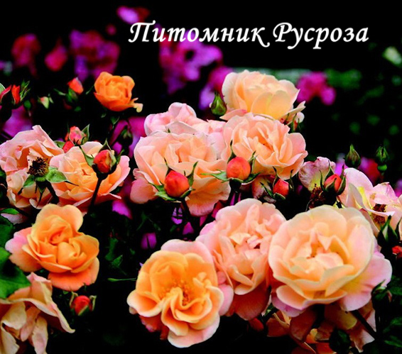 CALISIA (SEDANA) ШТ 60-80