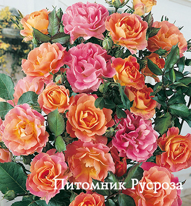 CAMAIEU BORDURE ШТ 60