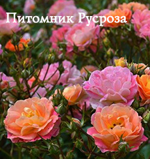 CAMAIEU BORDURE ШТ 60