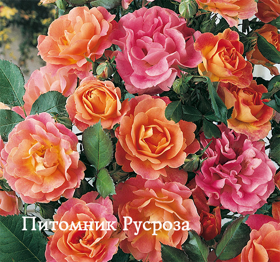 CAMAIEU BORDURE ШТ 60