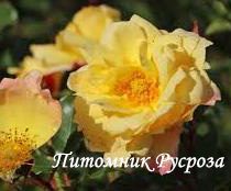 CANDELA (TANTAU, 2018) ШТ 60-70