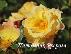 CANDELA (TANTAU, 2018) ШТ 60-70