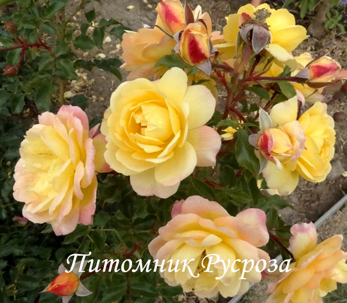 CANDELA (TANTAU, 2018) ШТ 60-70