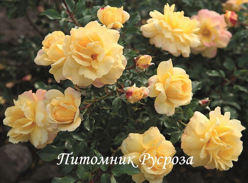 CANDELA (TANTAU, 2018) ШТ 60-70