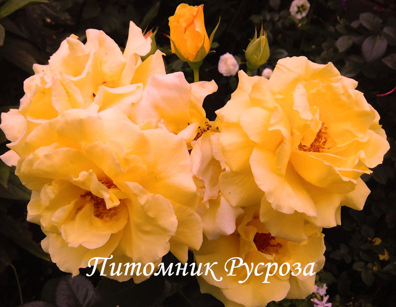 CANDELA (TANTAU, 2018) ШТ 60-70