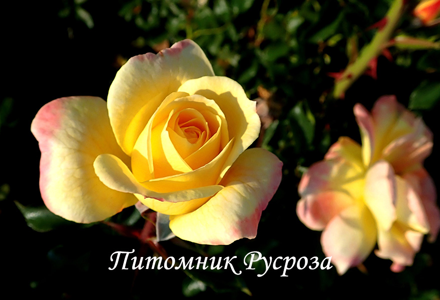 CANDELA (TANTAU, 2018) ШТ 60-70