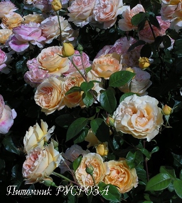 CANDLELIGHT ШТ 80-110