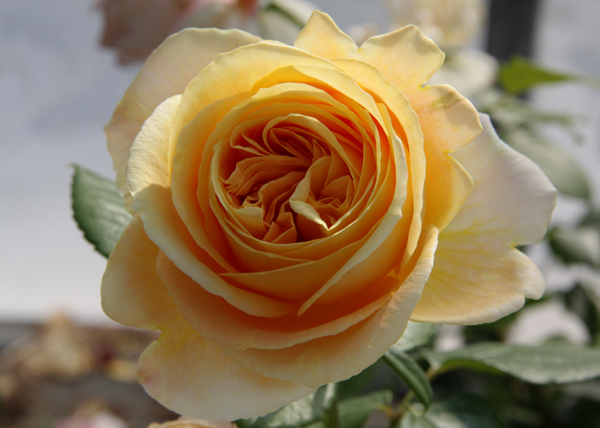 CANDLELIGHT ШТ 80-110