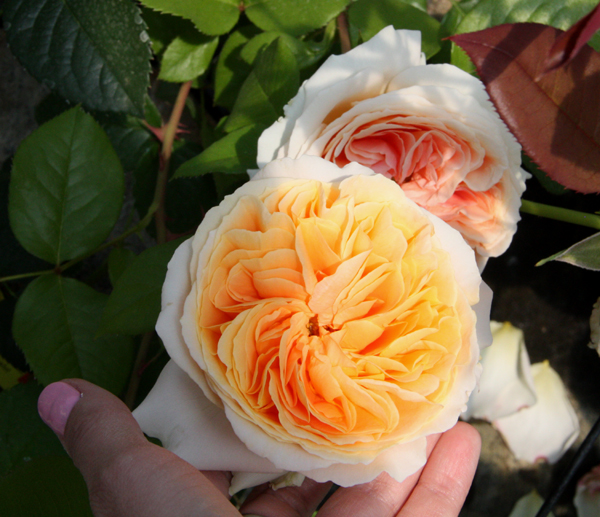 CANDLELIGHT ШТ 80-110