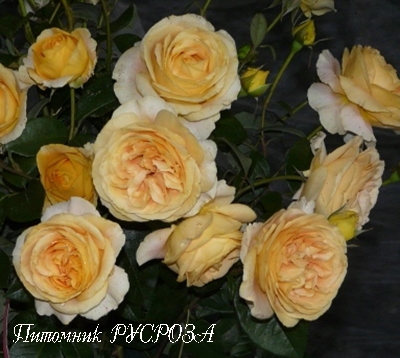 CANDLELIGHT ШТ 80-110