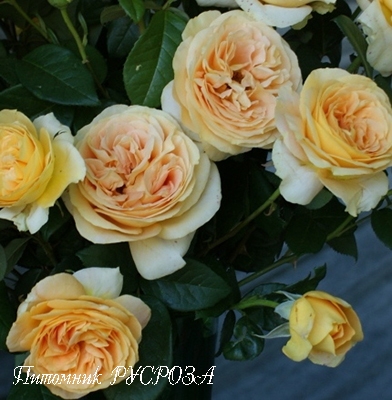 CANDLELIGHT ШТ 80-110