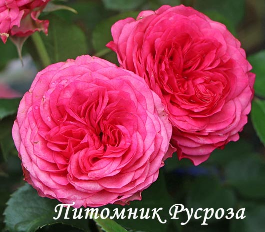 CANDY ROKOKO ШТ 90-100
