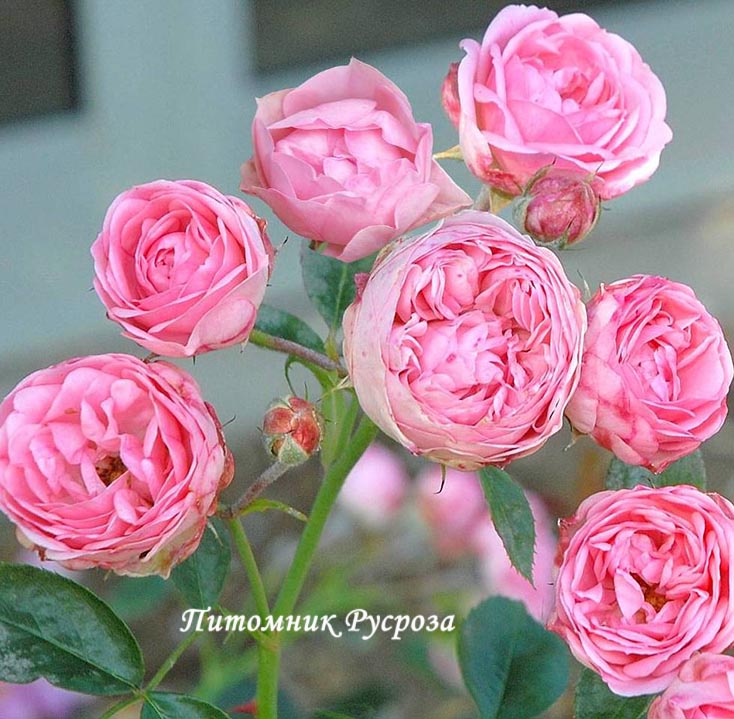CANDY ROKOKO ШТ 90-100