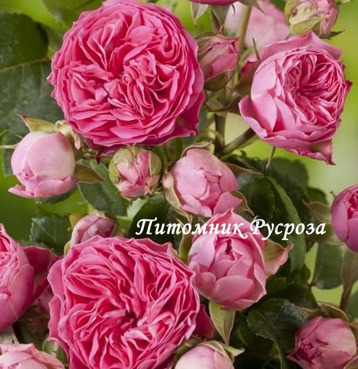 CANDY ROKOKO ШТ 90-100