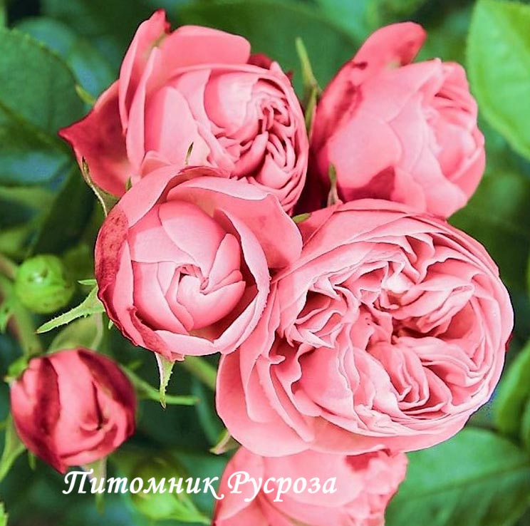 CANDY ROKOKO ШТ 90-100